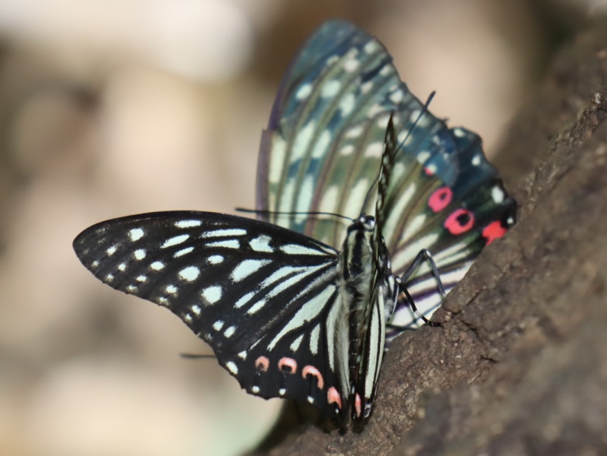 団地前のクヌギ_アカボシゴマダラのペアｰラブラブ昼下がりのデート-プロポーズ 2021年８月1日 13時25分頃 気温34度